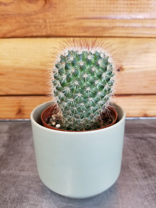 The Plant Farm® Cactus Mammillaria Spinosissima, 2" Plant