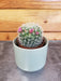 The Plant Farm® Cactus Mammillaria Zeilmanniana, 2" Plant