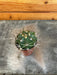 The Plant Farm® Cactus Melocactus Neryi, 2" Plant