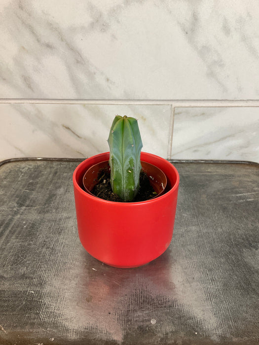 The Plant Farm® Cactus Myrtillocactus Geometrizans, 2" Plant