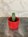 The Plant Farm® Cactus Myrtillocactus Geometrizans, 2" Plant