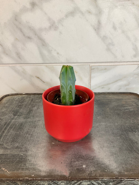 The Plant Farm® Cactus Myrtillocactus Geometrizans, 2" Plant