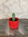 The Plant Farm® Cactus Myrtillocactus Geometrizans, 2" Plant