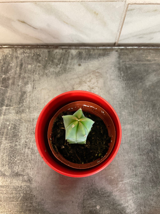 The Plant Farm® Cactus Myrtillocactus Geometrizans, 2" Plant