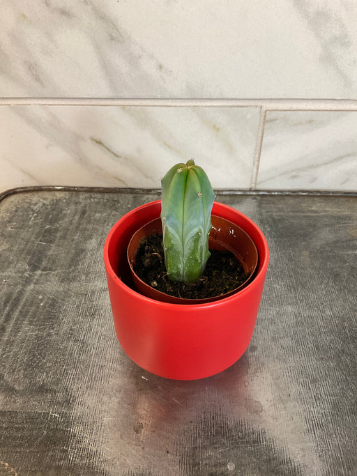 The Plant Farm® Cactus Myrtillocactus Geometrizans, 2" Plant