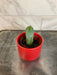 The Plant Farm® Cactus Myrtillocactus Geometrizans, 2" Plant
