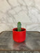 The Plant Farm® Cactus Myrtillocactus Geometrizans, 2" Plant