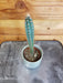 The Plant Farm® Cactus Neocardenasia Herzogiana, 2" Plant