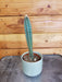 The Plant Farm® Cactus Neocardenasia Herzogiana, 2" Plant