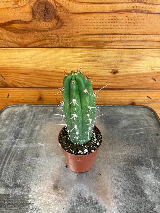 The Plant Farm® Cactus Neoraimondia Gigantea, 2" Plant