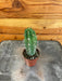 The Plant Farm® Cactus Neoraimondia Gigantea, 2" Plant