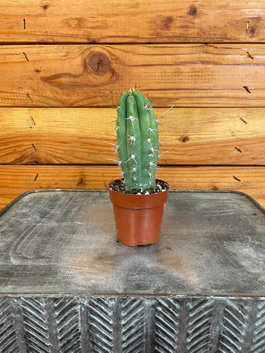 The Plant Farm® Cactus Neoraimondia Gigantea, 2" Plant