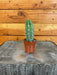 The Plant Farm® Cactus Neoraimondia Gigantea, 2" Plant