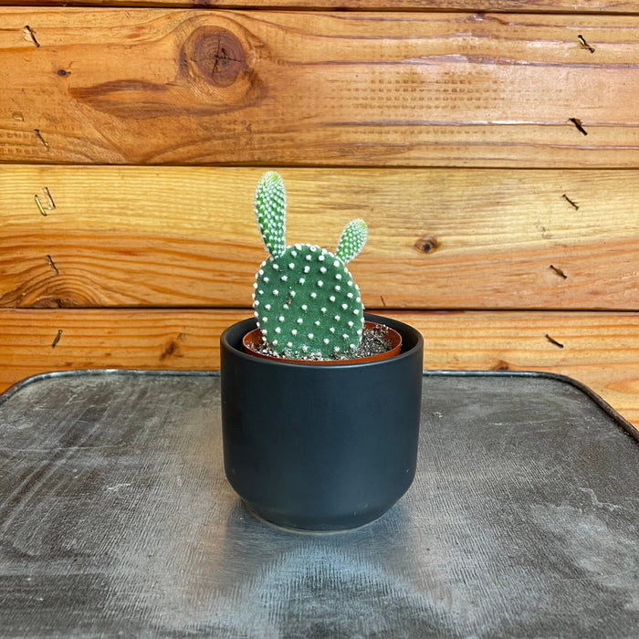cute cactus plant pot Opuntia Microdasys Albispina, 2" Plant — The Plant Farm®