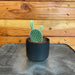 The Plant Farm® Cactus Opuntia Microdasys Albispina, 2" Plant