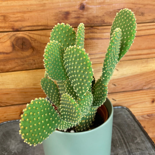 The Plant Farm® Cactus Opuntia Microdasys Pallida, 4" Plant