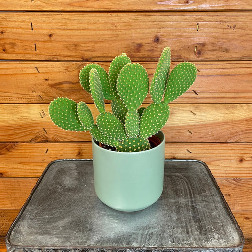 The Plant Farm® Cactus Opuntia Microdasys Pallida, 4" Plant