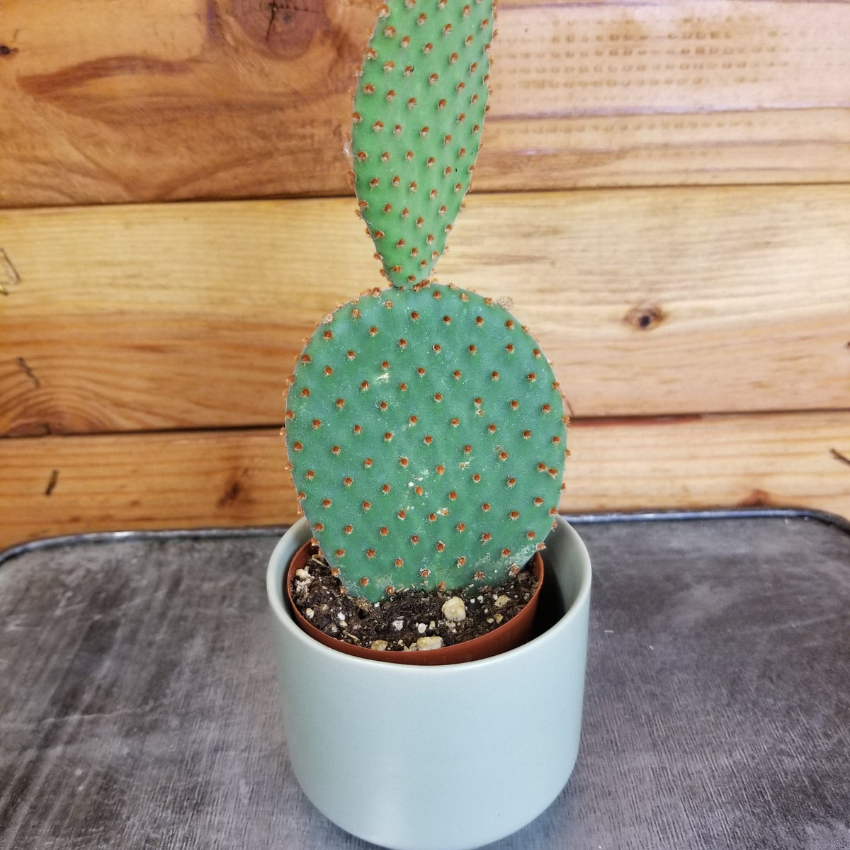 Opuntia Microdasys Rubra, 2