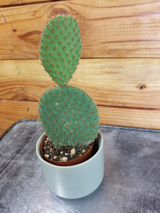 potted small prickly pear cactus Opuntia Microdasys Rubra, 2" Plant, The Plant Farm