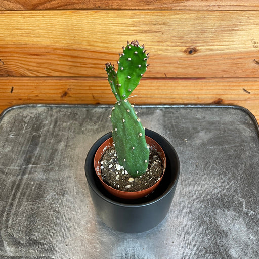 The Plant Farm® Cactus Opuntia Monacantha, 2" Plant