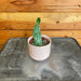 The Plant Farm® Cactus Opuntia Monacantha Variegata, 2" Plant