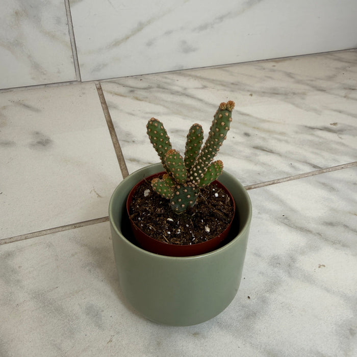 The Plant Farm® Cactus Opuntia rufida minima monstrose, 2" Plant
