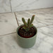 The Plant Farm® Cactus Opuntia rufida minima monstrose, 2" Plant