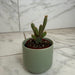 The Plant Farm® Cactus Opuntia rufida minima monstrose, 2" Plant