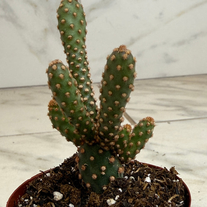The Plant Farm® Cactus Opuntia rufida minima monstrose, 2" Plant