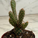 The Plant Farm® Cactus Opuntia rufida minima monstrose, 2" Plant