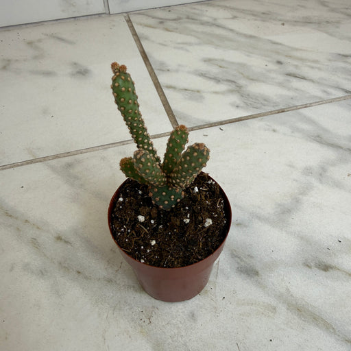 The Plant Farm® Cactus Opuntia rufida minima monstrose, 2" Plant