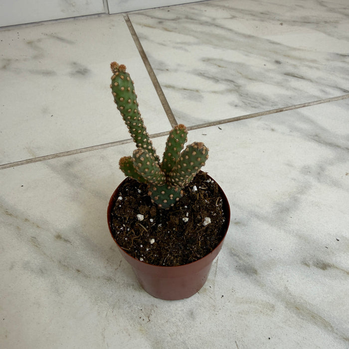 The Plant Farm® Cactus Opuntia rufida minima monstrose, 2" Plant