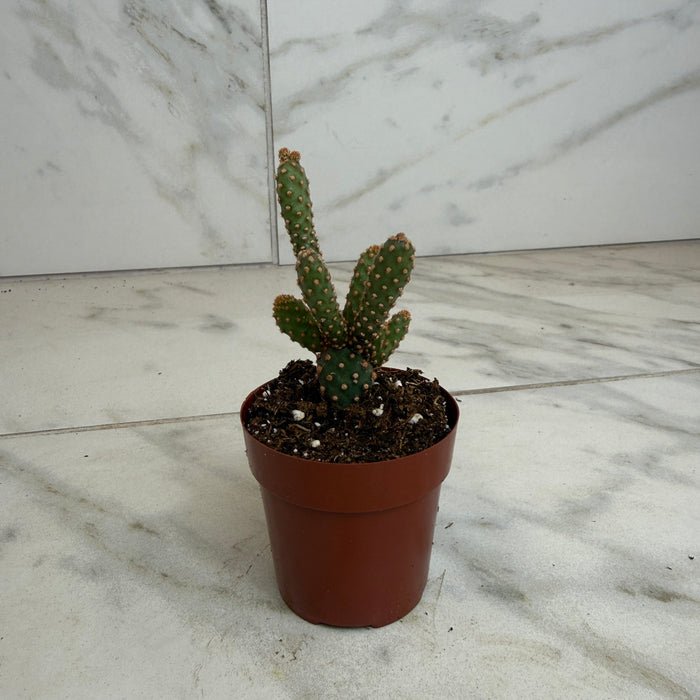 The Plant Farm® Cactus Opuntia rufida minima monstrose, 2" Plant