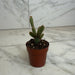 The Plant Farm® Cactus Opuntia rufida minima monstrose, 2" Plant