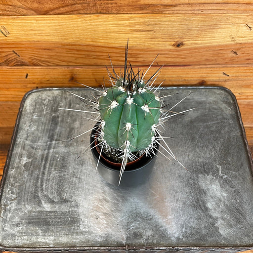 The Plant Farm® Cactus Pachycereus Pringlei, 2" Plant