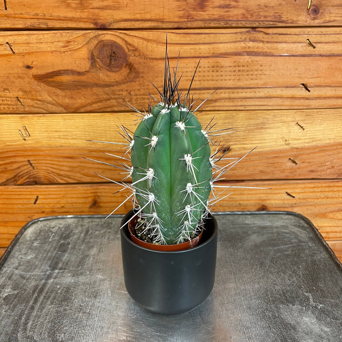 Pachycereus Pringlei, 2