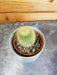 The Plant Farm® Cactus Parodia Leninghausii, 2" Plant