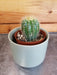 The Plant Farm® Cactus Parodia Magnifica, 2" Cactus