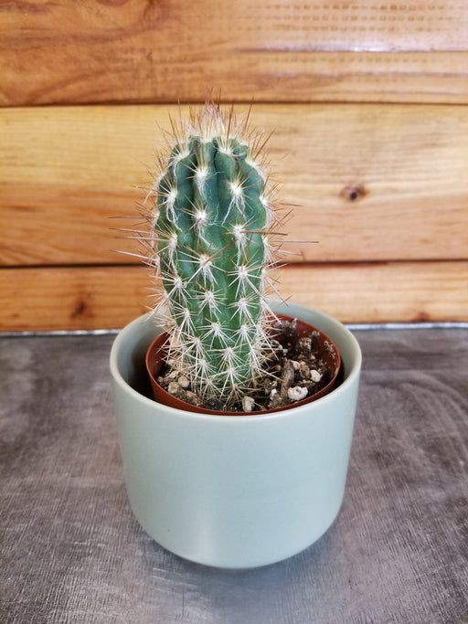 The Plant Farm® Cactus Pilosocereus Gounellei Braunii, 2" Plant