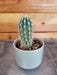 The Plant Farm® Cactus Pilosocereus Gounellei Braunii, 2" Plant
