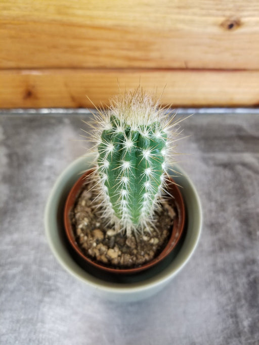 The Plant Farm® Cactus Pilosocereus Gounellei Braunii, 2" Plant