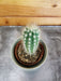 The Plant Farm® Cactus Pilosocereus Gounellei Braunii, 2" Plant