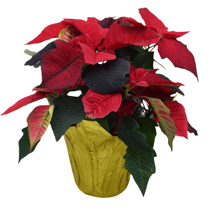 The Plant Farm® Gold Pot Cover 6.5" Red Poinsettia with Pot Cover-Pickup Only