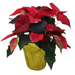 The Plant Farm® Gold Pot Cover 6.5" Red Poinsettia with Pot Cover-Pickup Only