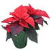 The Plant Farm® Green Pot Cover 6.5" Red Poinsettia with Pot Cover-Pickup Only