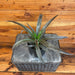 The Plant Farm® Herbs Ananas Comosus Cathy Pineapple, 4" Plant