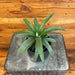 The Plant Farm® Herbs Ananas comosus Mi Amigo Pineapple, 4" Plant