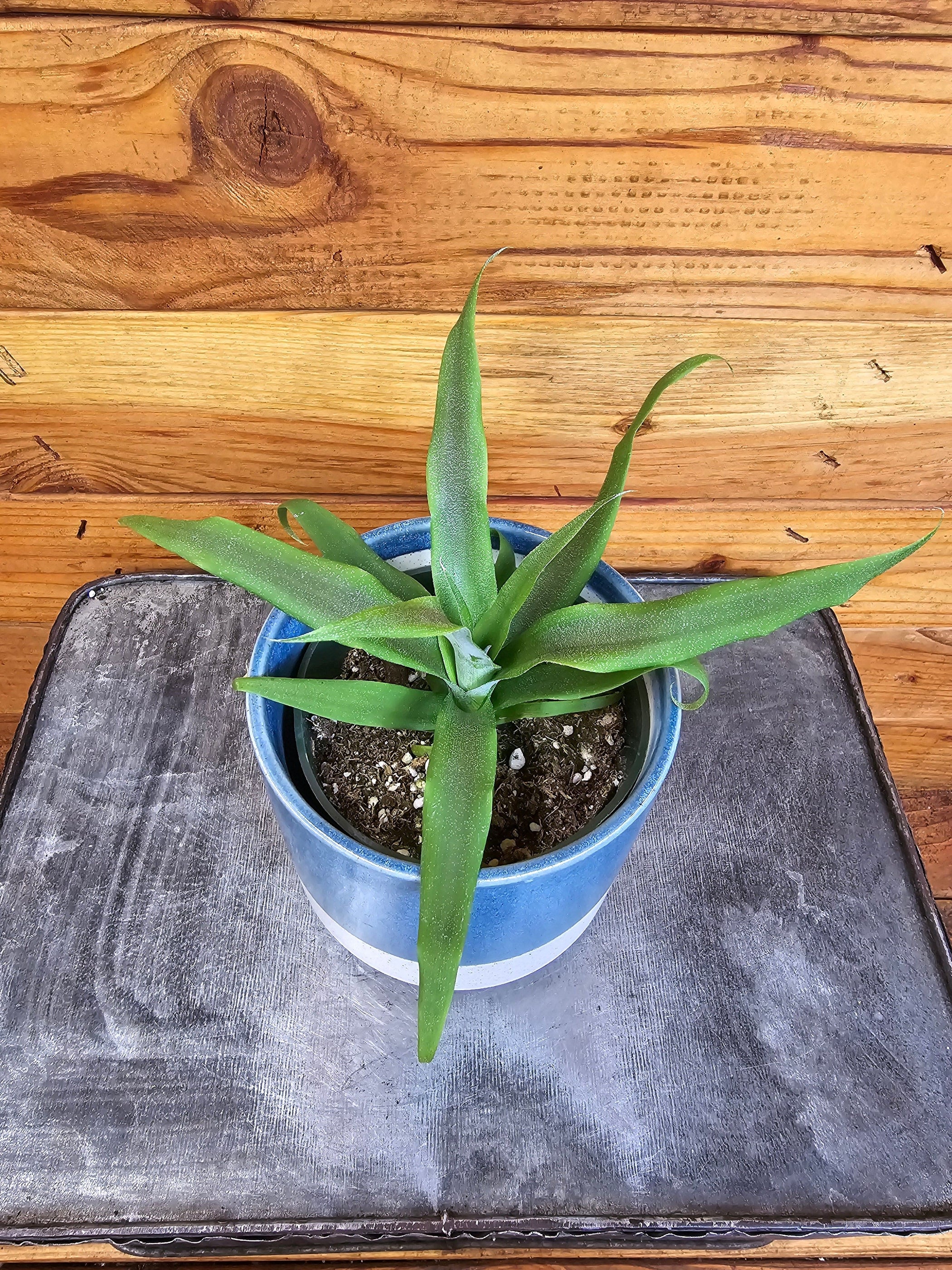 Ananas comosus Sugarloaf Pineapple, 4" Plant — The Plant Farm®