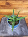The Plant Farm® Herbs Ananas comosus Sugarloaf Pineapple, 4" Plant