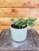 The Plant Farm® Herbs Mint Berries and Cream, 4" Plant